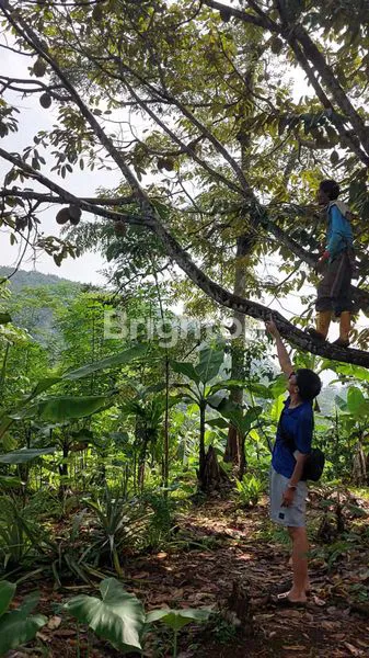 image JUAL TANAH KEBUN DEJAT SEKALI DENGAN OBJEK WISATA CIRAWAMEKAR CIPATAT  (5)