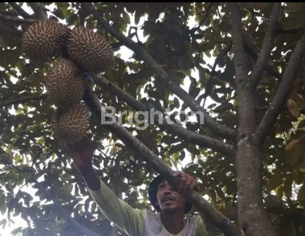 image JUAL TANAH KEBUN DEJAT SEKALI DENGAN OBJEK WISATA CIRAWAMEKAR CIPATAT  (6)