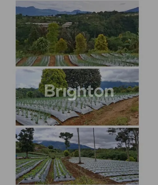 image DIJUAL TANAH LUAS & MURAH – 25-50 HA CIAWI BOGOR (2)
