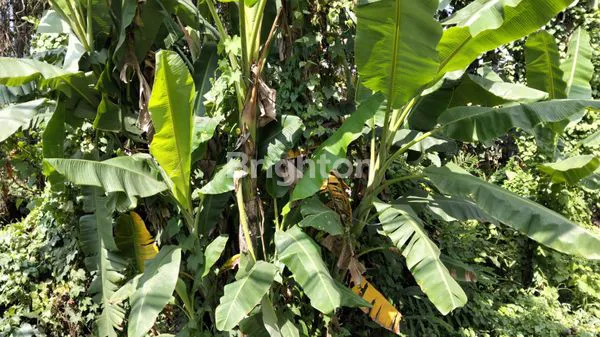 image TANAH BYPASS DR.IR.SOEKARNO, KECAMATAN KEDIRI (4)