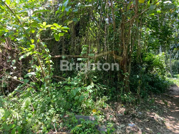 image TANAH 5,29 ARE DI KEMENUH  (2)