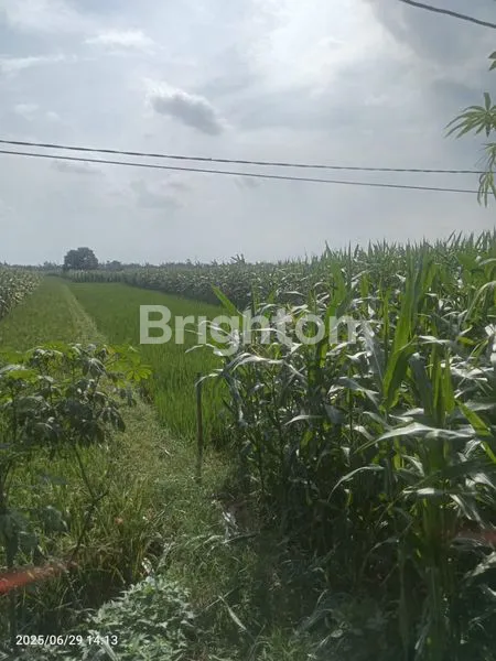 image SIAP UNTUK INVESTASI TANAH SAMPING JALAN RAYA NGEMPLAK MRANGGEN (3)