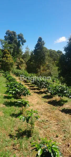 image INVESTASI EMAS: KEBUN 4HA VIEW GUNUNG & LAUT SPEKTAKULER DI GESING BALI (6)