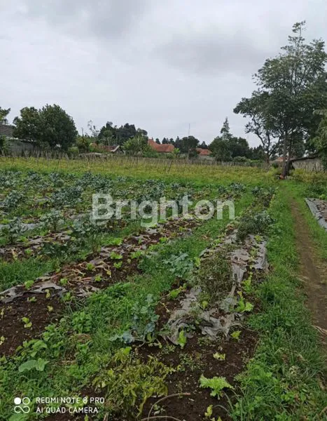 image TANAH COCOK CAFE/RESTO/PERKEBUNAN DI LEMBANG (2)