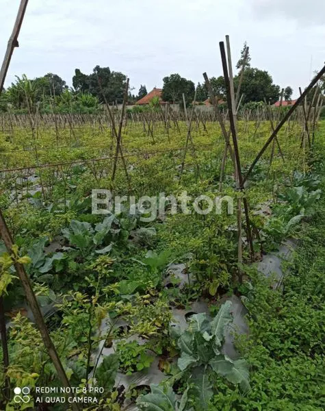 image TANAH COCOK CAFE/RESTO/PERKEBUNAN DI LEMBANG (3)