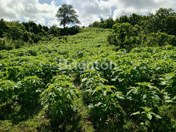 image DI JUAL TANAH PERKEBUNAN DI SUMBAWA (6)