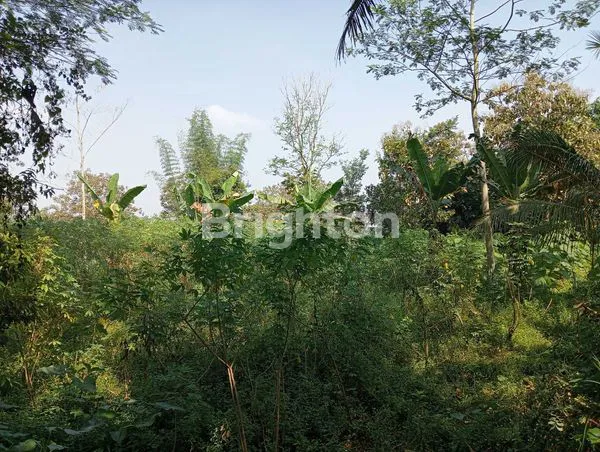 image TANAH BURING KEDUNGKANDANG MALANG  (1)