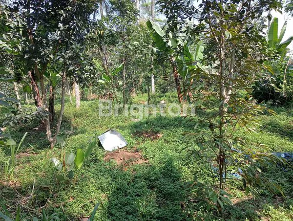 image TANAH BURING KEDUNGKANDANG MALANG  (2)