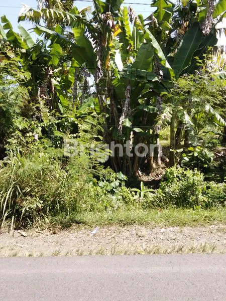 DIJUAL TANAH DI TAMBAKSARI BANYUBIRU NEGARA