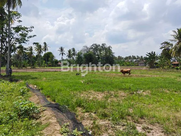 image TANAH KRAWANGSARI NATAR LAMPUNG SELATAN MURAH SUDAH ADA JALAN (1)