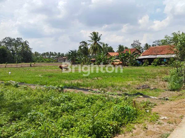 image TANAH KRAWANGSARI NATAR LAMPUNG SELATAN MURAH SUDAH ADA JALAN (4)