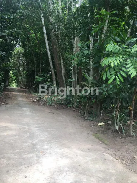 TANAH PEKARANGAN 1.334 M² DI TINGAL GARUM BLITAR– COCOK UNTUK TANAM SENGON/JATI & INVESTASI