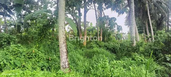 image TANAH VIEW SAWAH LOKASI SAYAN UBUD GIANYAR (1)