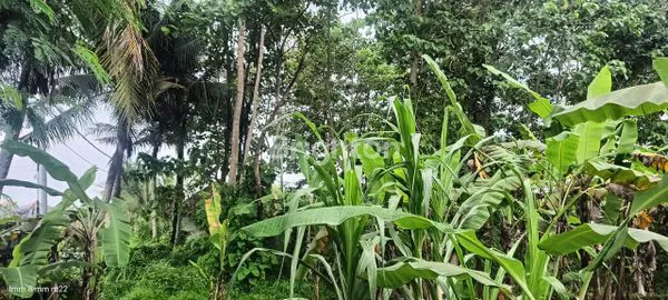 image TANAH VIEW SAWAH LOKASI SAYAN UBUD GIANYAR (7)
