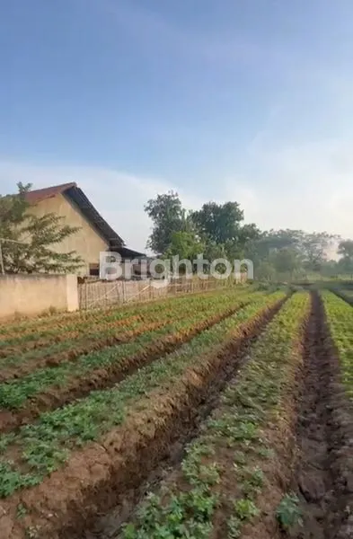 image TANAH KAVLING KEBUN KP SELANG TENGAH WANASARI CIBITUNG BEKASI INVESTASI MASA DEPAN MENGUNTUNGKAN (4)