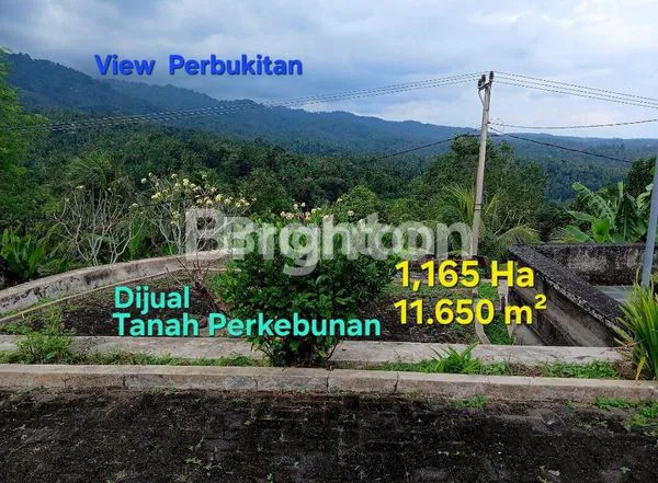 DIJUAL TANAH PERKEBUNAN DI KEC NEGARA  KAB JEMBRANA BALI