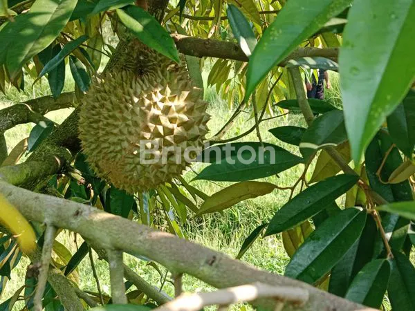 TANAH KEBUN DURIAN PRODUKTIF LOKASI ANTOSARI TABANAN