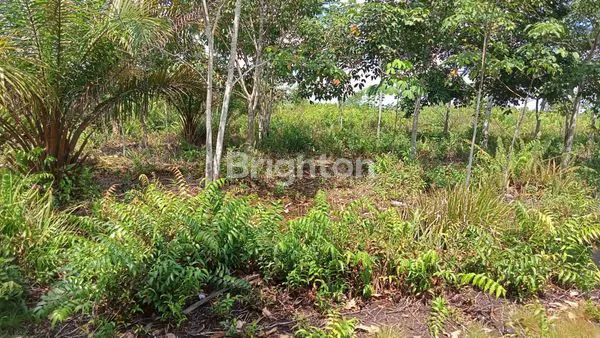 image TANAH LUAS 9.7 HA STRATEGIS DEKAT A.YANI 3 - KUBU RAYA (2)