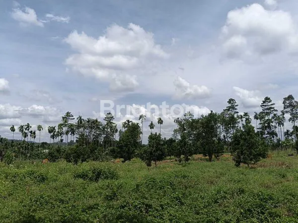 TANAH SELUAS 1,4HEKTAR DI SINGKAWANG