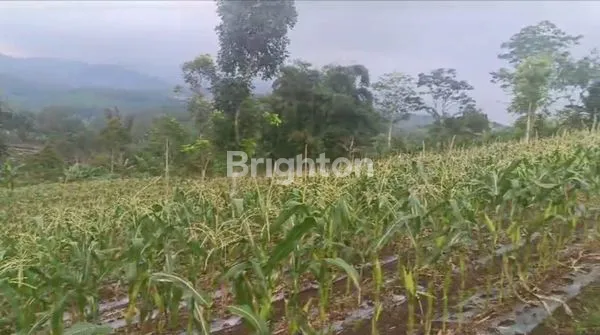 image LAHAN TANAH SEBAGAI INVESTASI (4)