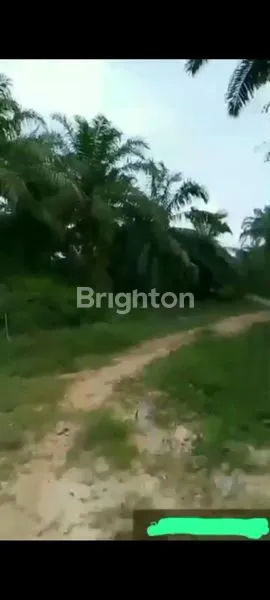 JUAL KEBUN SAWIT 115 HA