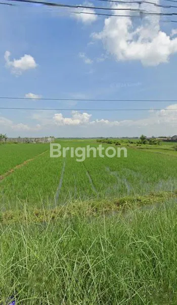 TANAH SAWAH PREMIUM 4261M² PINGGIR JALAN RAYA DEMAK-BONANG