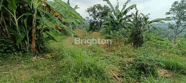image LAHAN BEKAS KEBUN JERUK STRATEGIS DI PRIGEN, PANDAAN (2)
