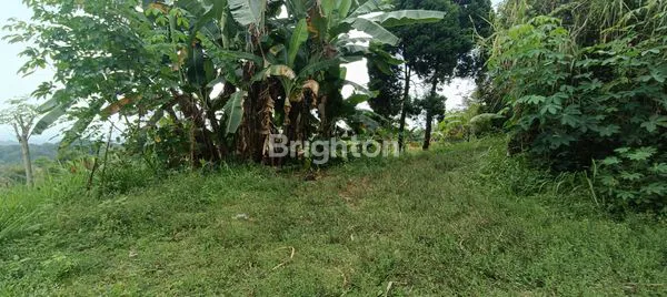 image LAHAN BEKAS KEBUN JERUK STRATEGIS DI PRIGEN, PANDAAN (4)