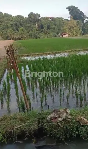 image DIJUAL TANAH SAWAH STRATEGIS DI WANASARI , TABANAN (4)