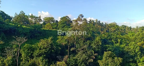 TANAH 35 ARE VIEW SUNGAI & HUTAN DI TEGES KEMENUH – LOKASI PREMIUM LEASEHOLD
