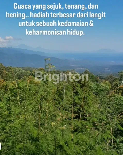 image TANAH PERKEBUNAN PRODUKTIF 4 HA - VIEW LAUT & GUNUNG DI GESING BULELENG  (2)