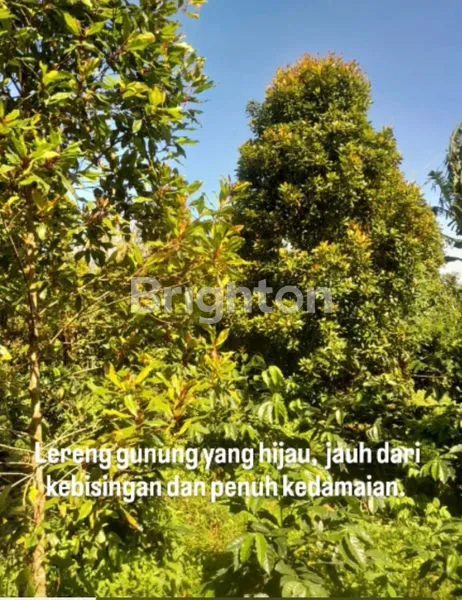 image TANAH PERKEBUNAN PRODUKTIF 4 HA - VIEW LAUT & GUNUNG DI GESING BULELENG  (4)