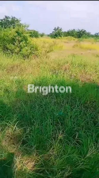 image  TANAH LOKASI BALONGPANGGANG GRESIK  (1)