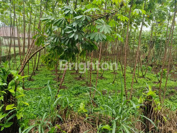 image TANAH LUAS, COCOK UNTUK PETERNAKAN DAN PERKEBUNAN (3)