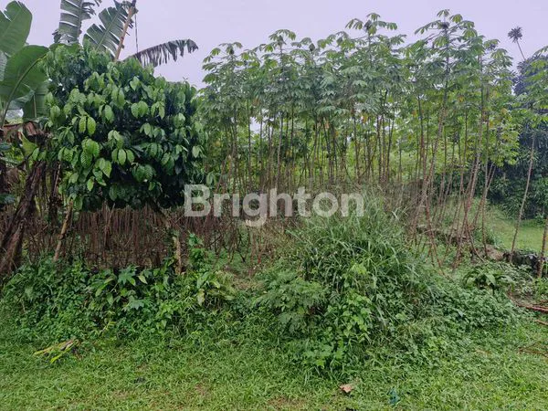 image TANAH LUAS, COCOK UNTUK PETERNAKAN DAN PERKEBUNAN (4)