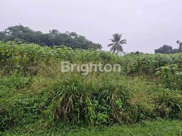 image TANAH LUAS, COCOK UNTUK PETERNAKAN DAN PERKEBUNAN (5)