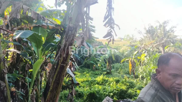 image TANAH 2 ARE SIBANG GEDE (4)