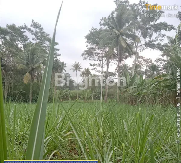 DI JUAL TANAH PERKAMPUNGAN  DI DEKAT PT GREENFIELDS INDONESIA BABADAN NGAJUM