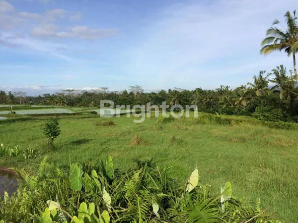 image TANAH 4 HEKTAR DISEWAKAN DI JALAN CINTA UBUD – LOKASI STRATEGIS DENGAN POTENSI INVESTASI TINGGI (2)