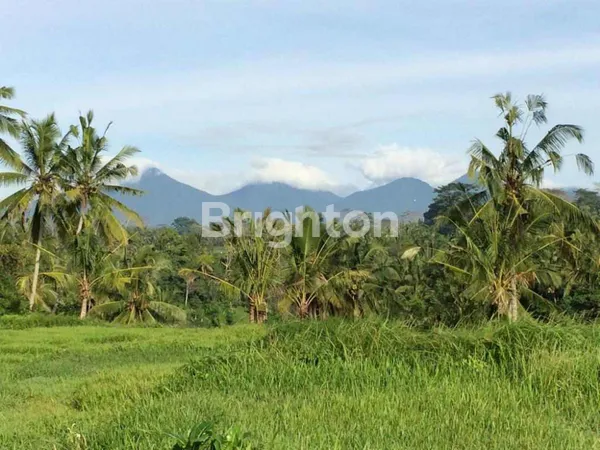 image TANAH 4 HEKTAR DISEWAKAN DI JALAN CINTA UBUD – LOKASI STRATEGIS DENGAN POTENSI INVESTASI TINGGI (3)