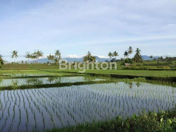 image TANAH 4 HEKTAR DISEWAKAN DI JALAN CINTA UBUD – LOKASI STRATEGIS DENGAN POTENSI INVESTASI TINGGI (7)