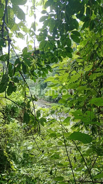 image TANAH LUAS VIEW SAWAH DAN SUNGAI DI  UBUD (2)