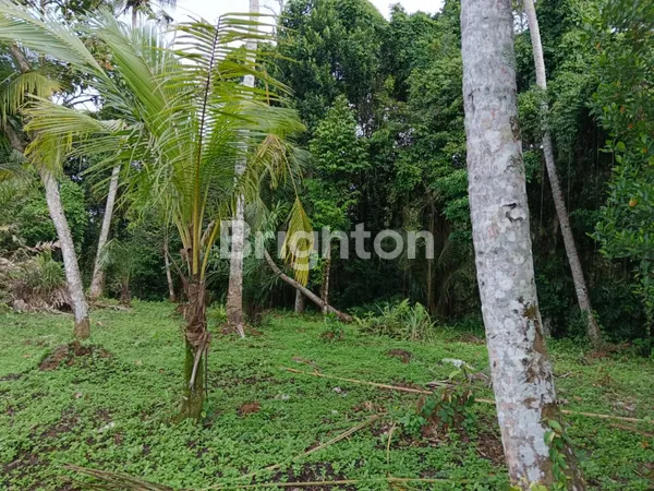 image TANAH SEWA STRATEGIS DI UBUD COCOK UNTUK VILA PRIBADI (2)