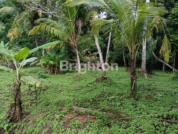 image TANAH SEWA STRATEGIS DI UBUD COCOK UNTUK VILA PRIBADI (3)