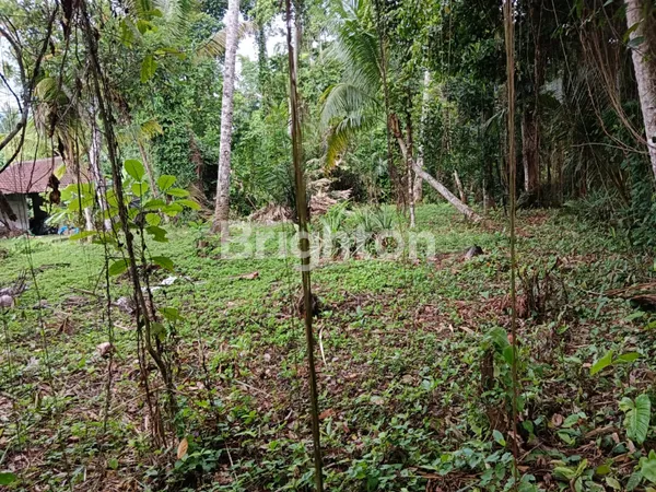 image TANAH SEWA STRATEGIS DI UBUD COCOK UNTUK VILA PRIBADI (4)