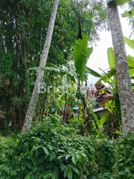 image TANAH SEWA STRATEGIS DI UBUD COCOK UNTUK VILA PRIBADI (5)