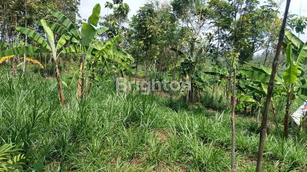 image TANAH 5HA DI ZONA INDUSTRI SRUWEN AMPEL BOYOLALI  (6)