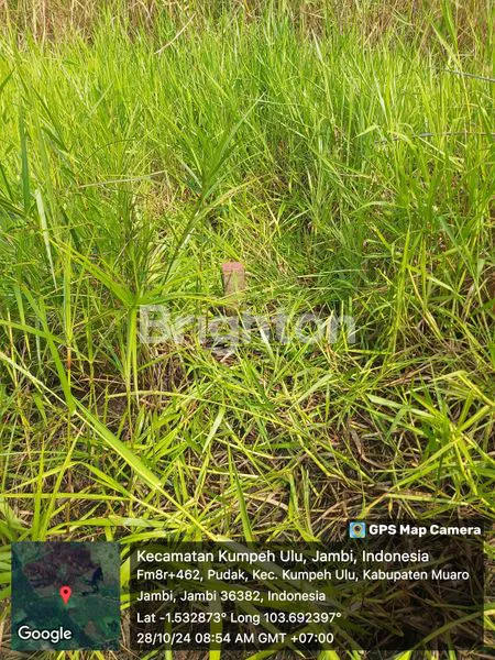 image LAHAN KOSONG DI JAMBI (1)