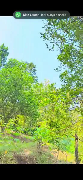 image TANAH PERKEBUNAN WONOSALAM JOMBANG, SUDAH ADA TANAMAN PRODUKTIF (2)