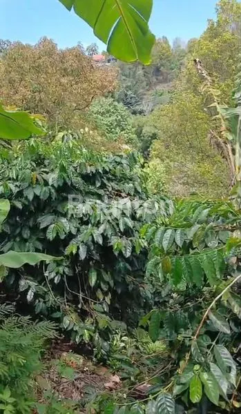 image TANAH KEBUN KOPI ARABICA KINTAMANI COCOK UNTUK AGROWISATA (1)